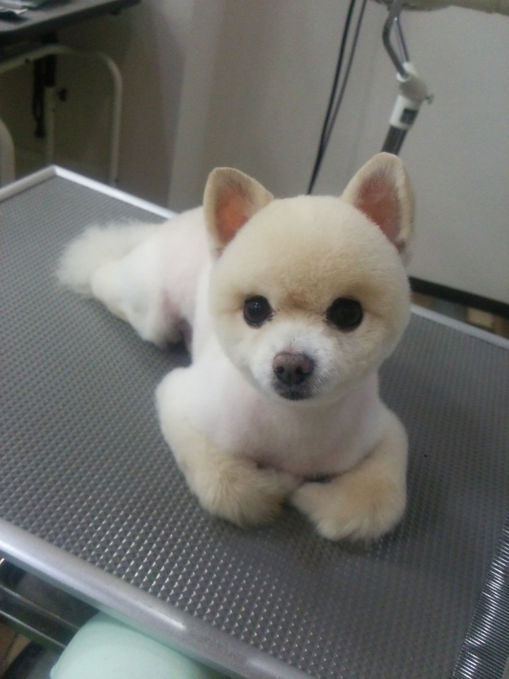 愛知県名古屋市北区のトリミングサロン 犬の美容室 KUMPELのサムネイル2枚目