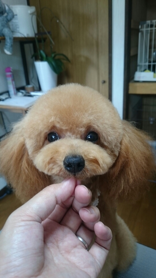 トリミングカット トリミングサロン メイプルの1枚目