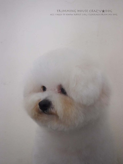 トリミングサロン CRAZY★DOGのトリミングカット-3606の1枚目