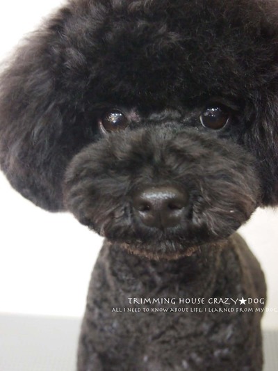 トリミングサロン CRAZY★DOGのトリミングカット-3610の1枚目