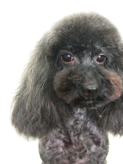 トリミングサロン CRAZY★DOGのトリミングカット-3641の1枚目