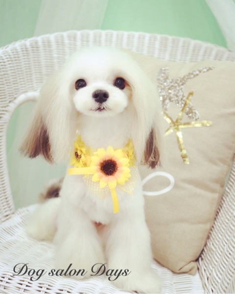 トリミングカット Dog salon Daysの1枚目