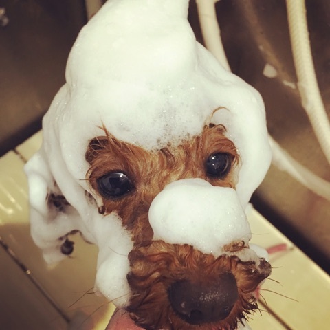 トリミングカット Dog salon Daysの1枚目