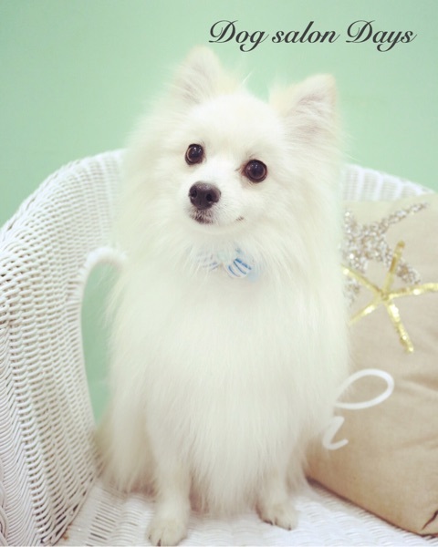 トリミングカット Dog salon Daysの1枚目
