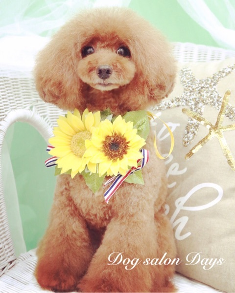 トイプードルのトリミングカット Dog salon Daysの1枚目