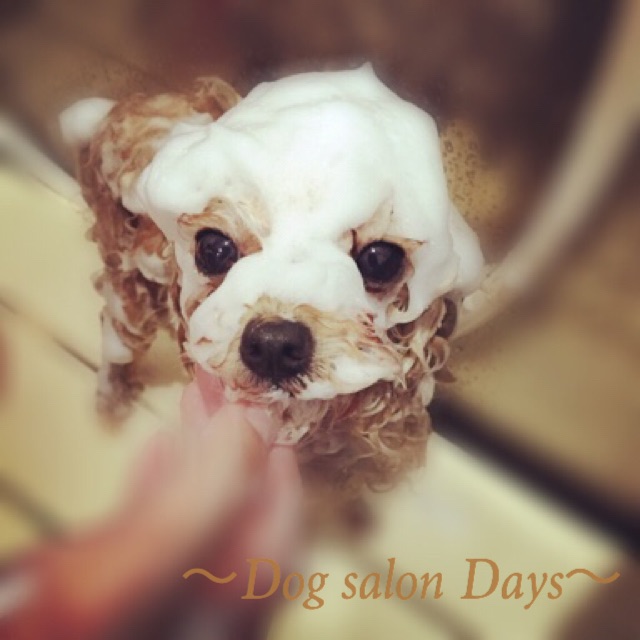 兵庫県加古川市のトリミングサロン Dog salon Daysのサムネイル2枚目