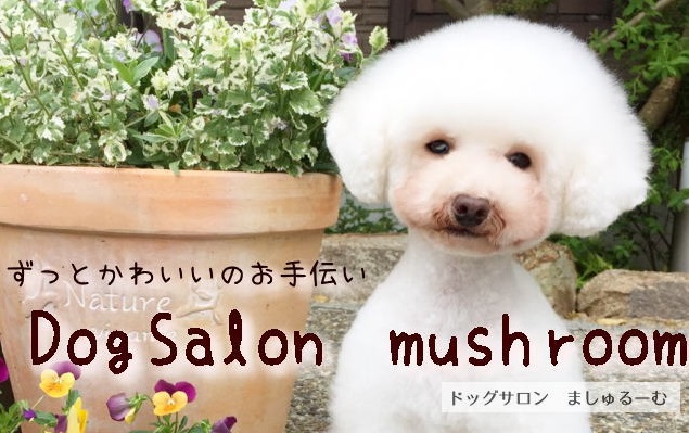 京都府木津川市のトリミングサロン Dog Salon mush roomの1枚目