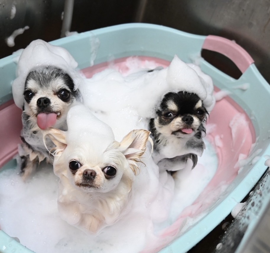 PETDESIGN春日井店 6