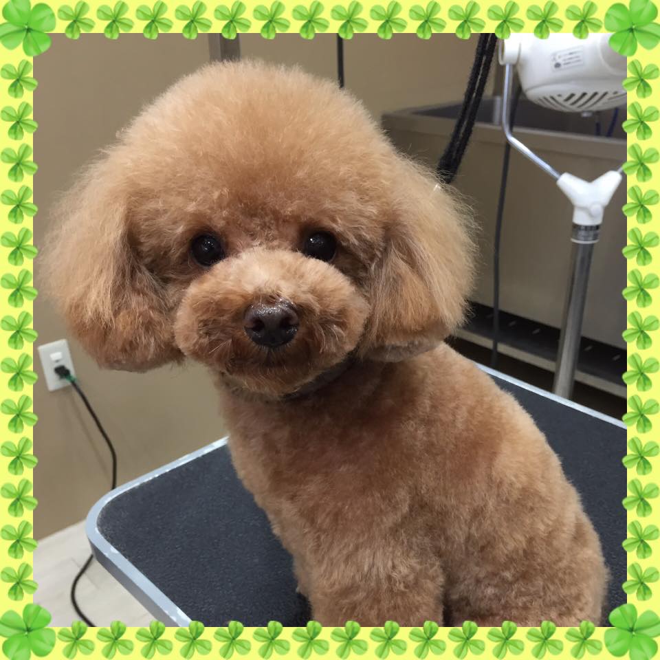 トイプードルのトリミングカット Le chienの1枚目