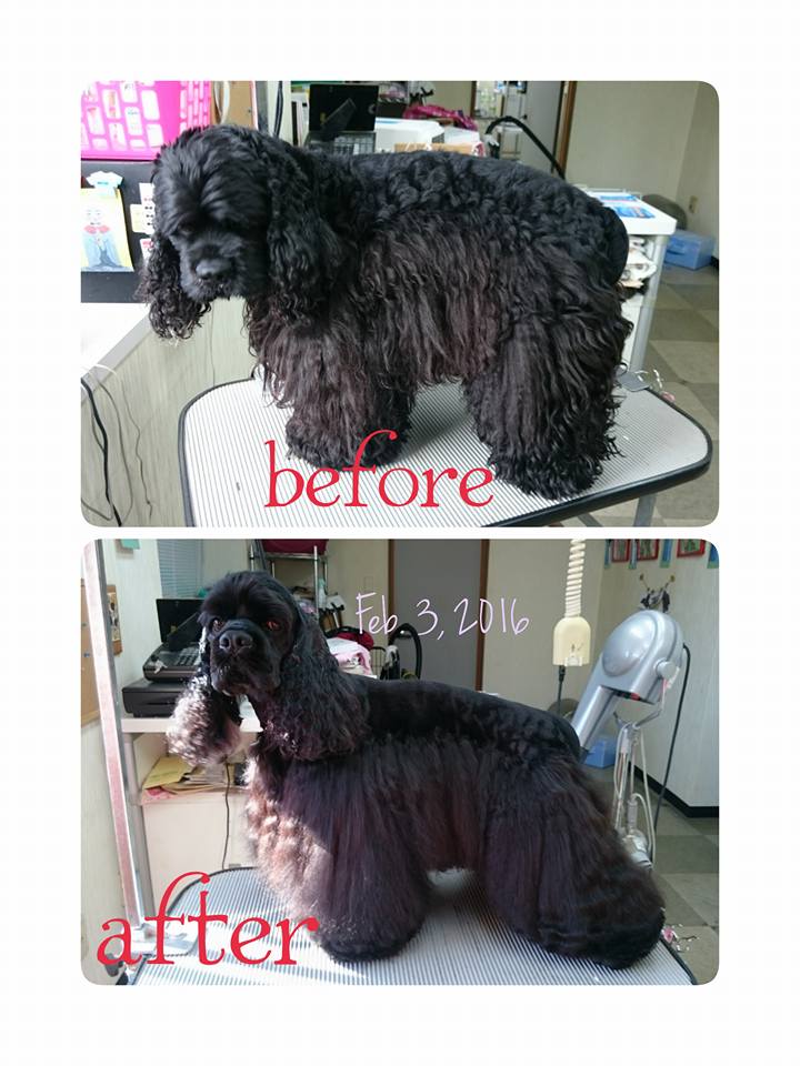 トリミングサロン GROOMING STUDIO SORAのトリミングカット-3673の1枚目