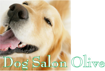 岡山県倉敷市のトリミングサロン DOG SALON OLIVE-ドッグサロン オリーブ-のサムネイル2枚目