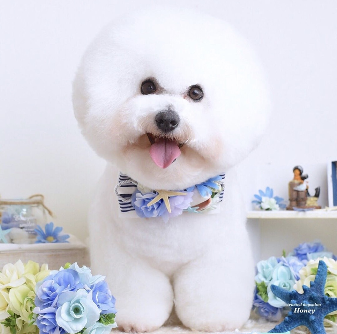 トリミングサロン dog salon Honeyのトリミングカット-3724の1枚目