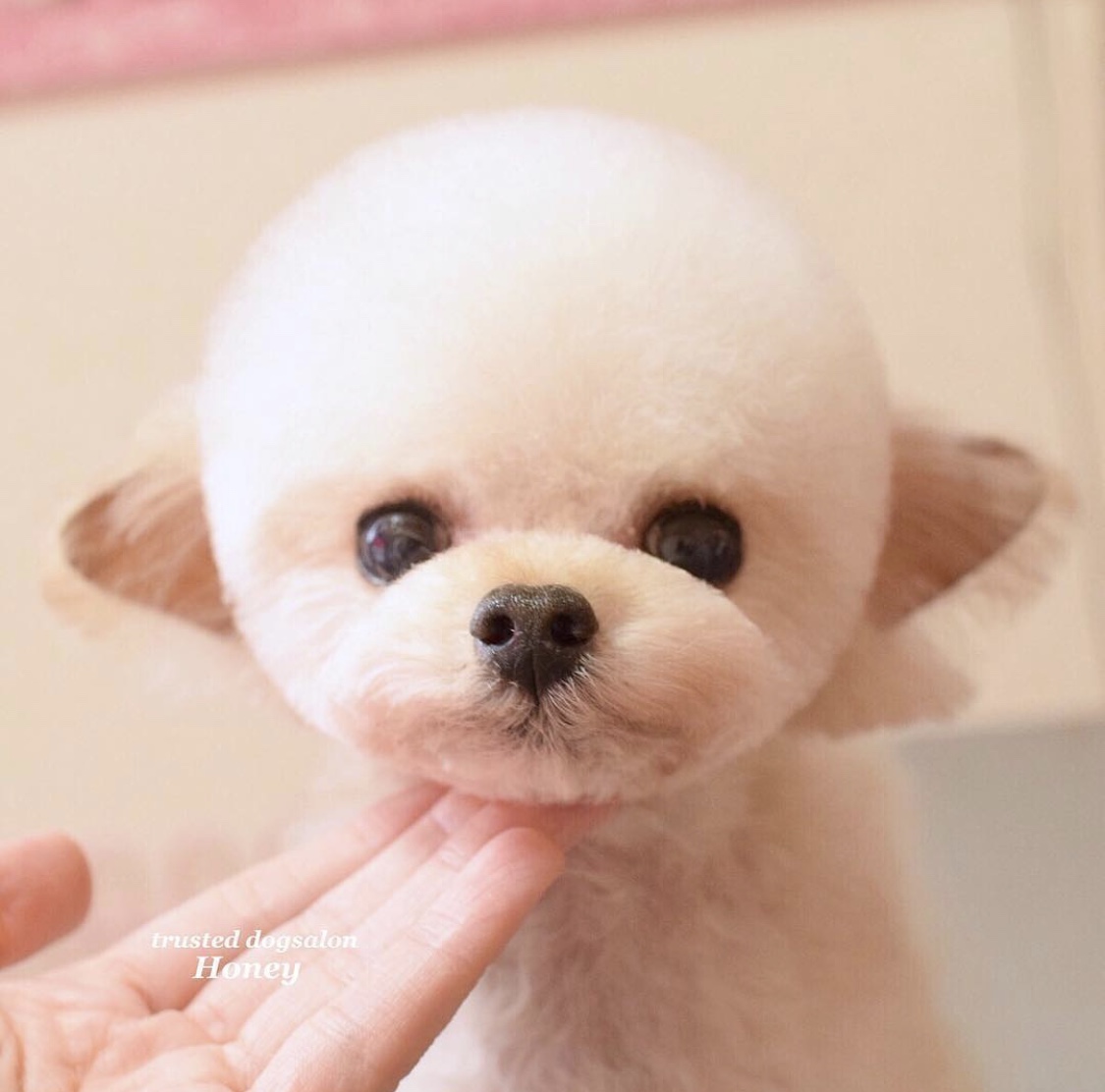 トリミングサロン dog salon Honeyのトリミングカット-3735の1枚目