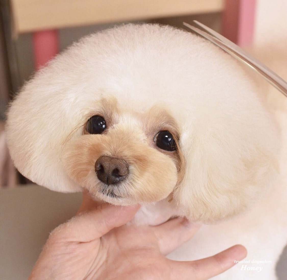 トリミングサロン dog salon Honeyのトリミングカット-3751の1枚目