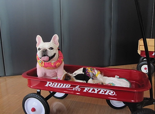 mi perro favorito Rireca 3