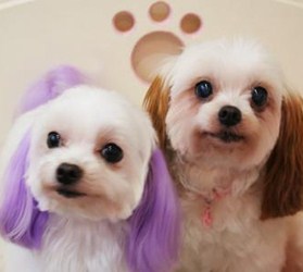 愛犬の魅力を引き出します☆