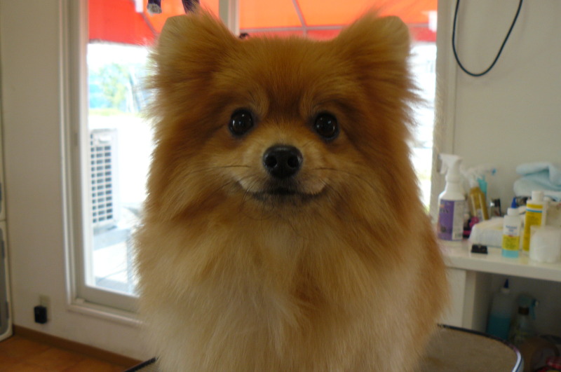 トリミングサロン 愛犬の店プ・ドールのトリミングカット-3719の1枚目