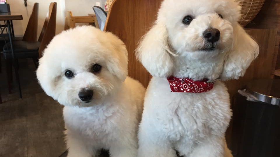 可愛い♡看板犬’sがお出迎え(⋈◍>◡<◍)。✧