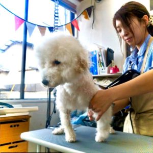 withDOGのトリミングは 真心込めて丁寧に☆彡