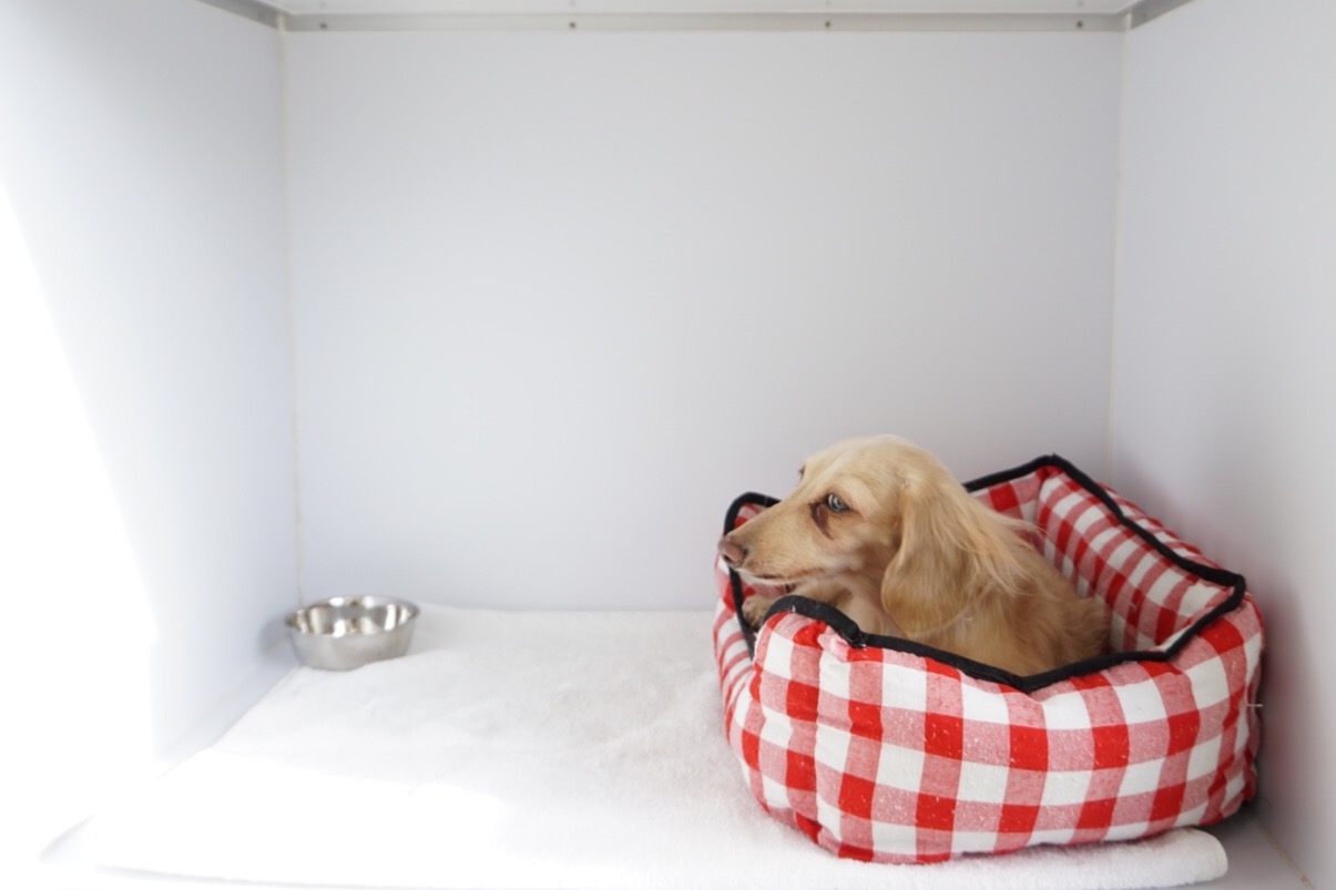 愛知県名古屋市名東区のトリミングサロン ~pet care salon~ I's Dog Meito(アイズドッグ名東)の3枚目