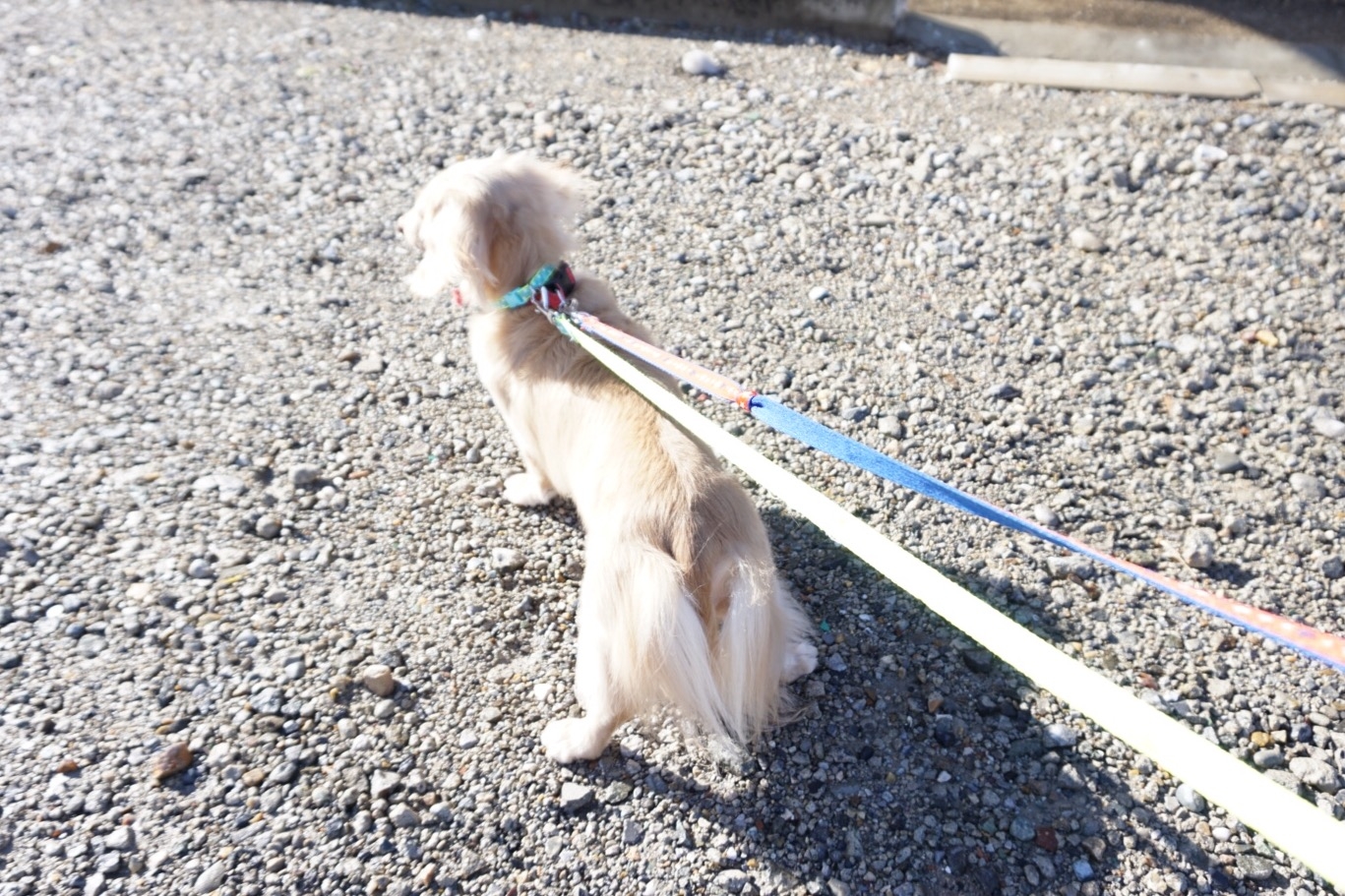 愛知県名古屋市名東区のトリミングサロン ~pet care salon~ I's Dog Meito(アイズドッグ名東)の4枚目