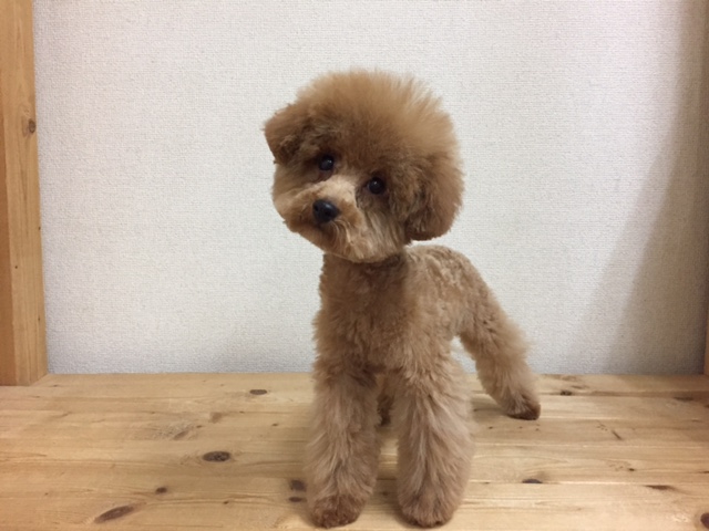 トリミングサロン ペットオアシス キングル堺本店のトリミングカット-3776の1枚目