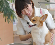 トリミングサロン トリミングサロンアラモード鎌ヶ谷店のトリマー 岩崎　碧