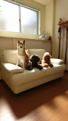 滋賀県甲賀市のトリミングサロン Dog Salon R&D+の2枚目