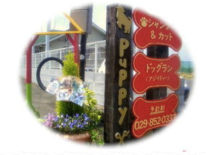 茨城県つくば市のトリミングサロン 犬のトリミング ようちえん  PUPPYの2枚目
