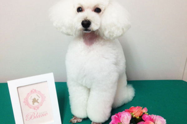 千葉県柏市のトリミングサロン Dog salon Blancの2枚目