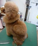 広島県広島市安芸区のトリミングサロン 犬の美容室 aria ■あーりあ■の4枚目