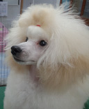 広島県広島市安芸区のトリミングサロン 犬の美容室 aria ■あーりあ■の6枚目
