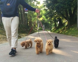 島根県松江市のトリミングサロン 犬のトリミング・ホテル しっぽの4枚目