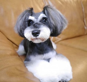 東京都江戸川区のトリミングサロン Dog Salon Terrier Styleのサムネイル2枚目