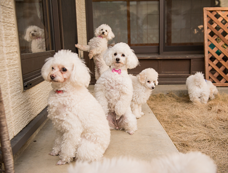 長野県須坂市のトリミングサロン 犬処 ケンケン須坂本店 の4枚目