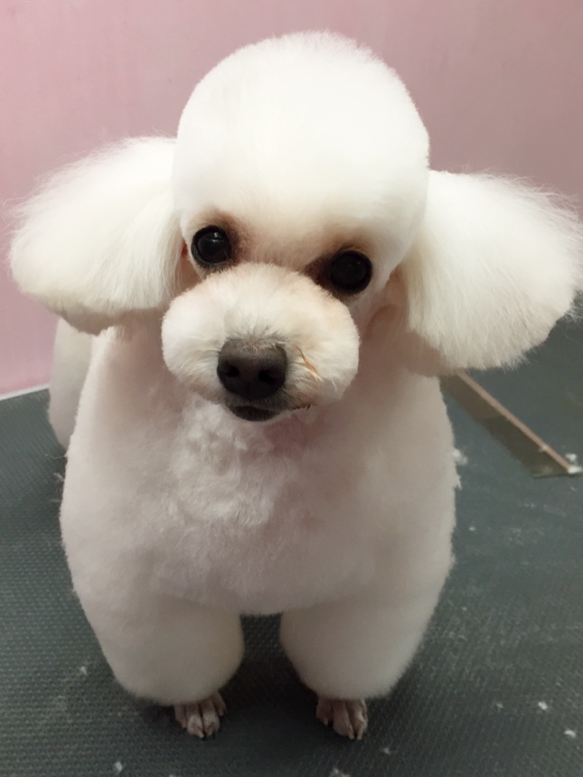 茨城県牛久市のトリミングサロン Dog Salon PEARLのサムネイル2枚目
