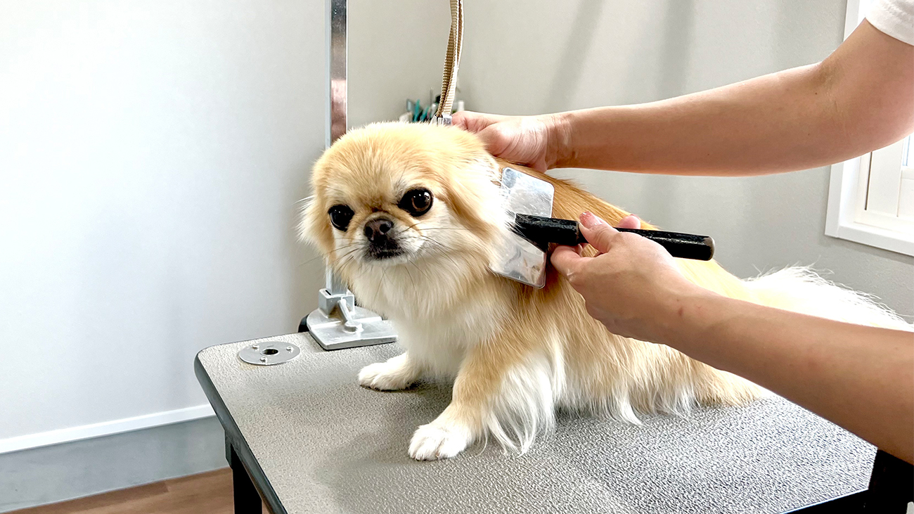 Dog salon sou 蒼 6