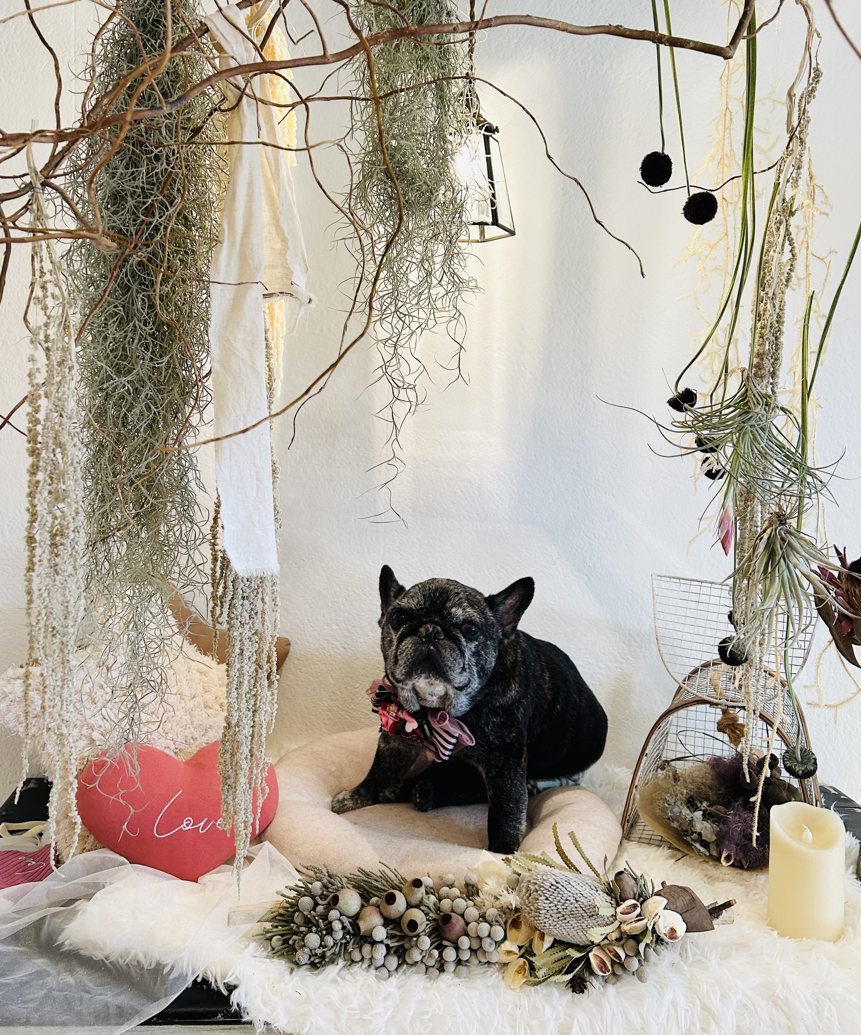 Dog Salon mof(ドッグサロン・モフ) 9