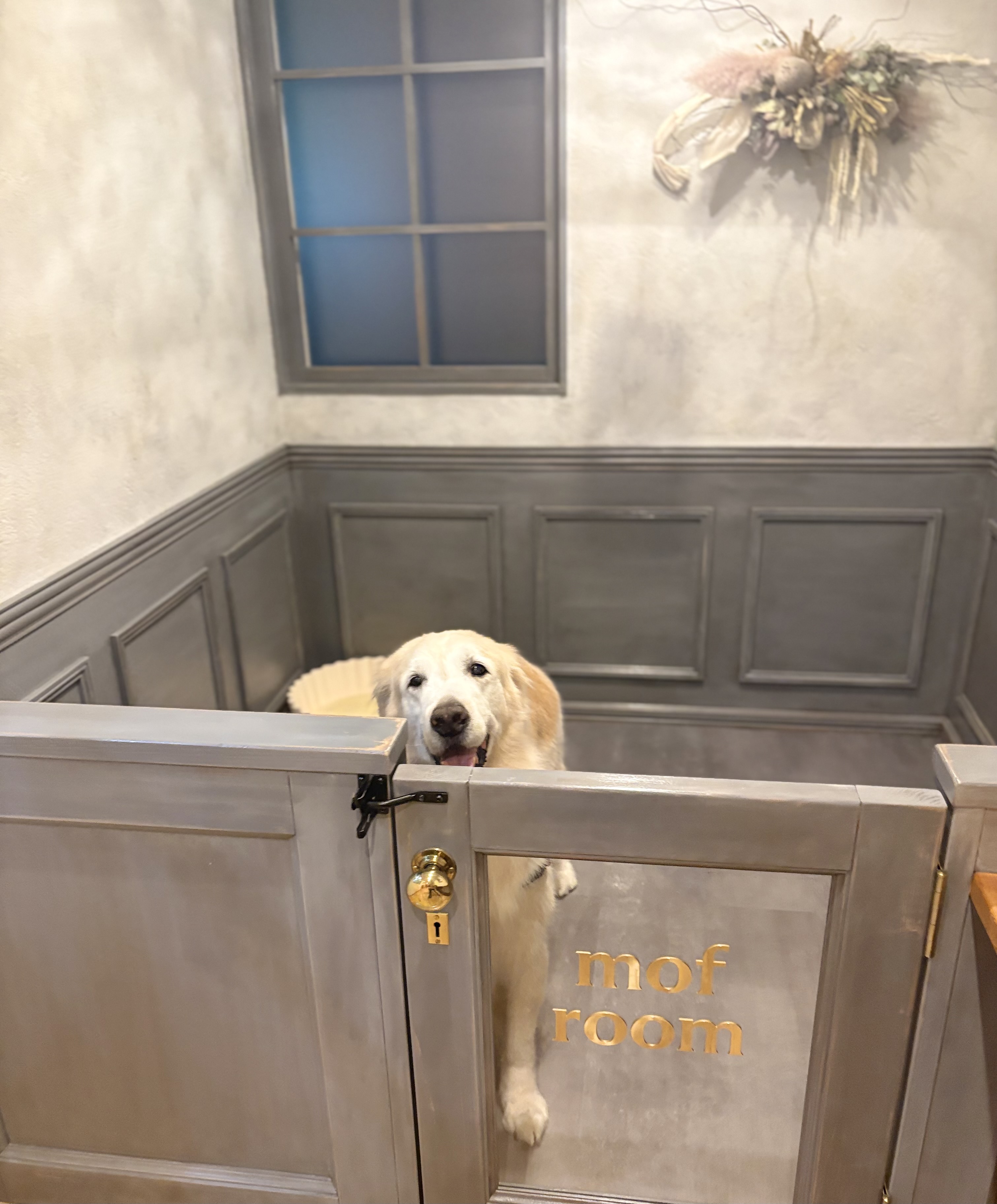 Dog Salon mof(ドッグサロン・モフ) 5