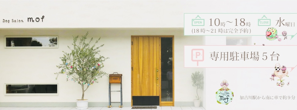 Dog Salon mof(ドッグサロン・モフ) 2