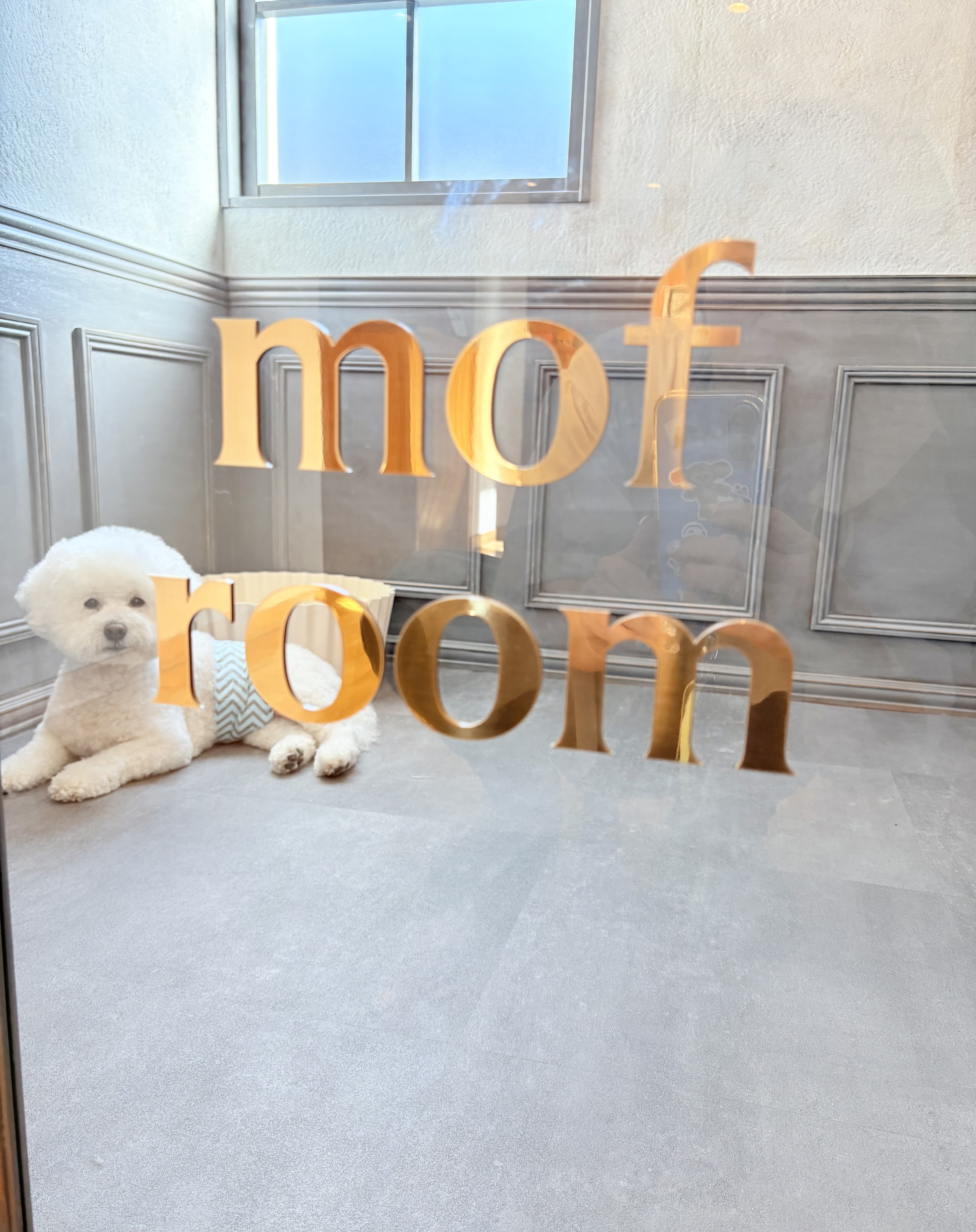 Dog Salon mof(ドッグサロン・モフ) 6