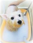 静岡県沼津市のトリミングサロン Dog Salon ShouShouの5枚目