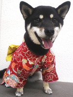 徳島県徳島市のトリミングサロン 愛犬美容室&ホテル ドリームの3枚目