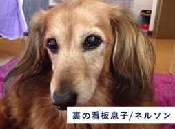 新潟県三条市のトリミングサロン Dog Style Cooeeのサムネイル1枚目
