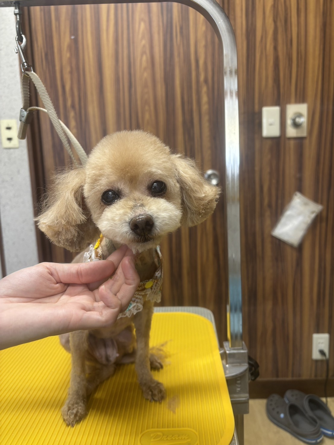 トイプードルのトリミングカット わんこの美容院BUBUの2枚目