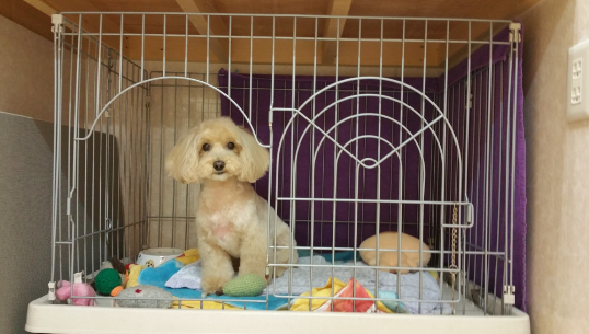 東京都葛飾区のトリミングサロン 犬の美容室 SHIPSの5枚目
