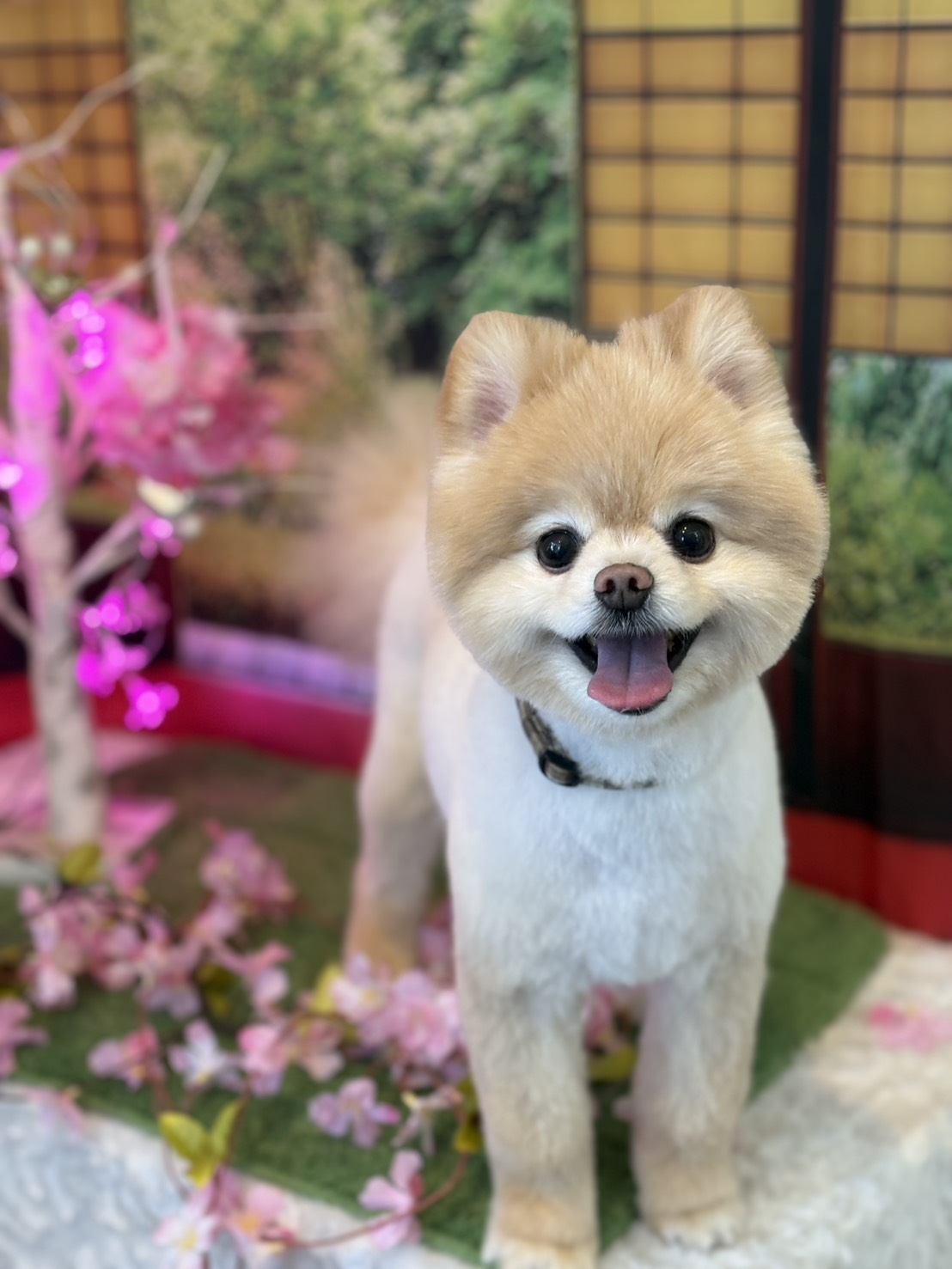 ポメラニアンのカット 2