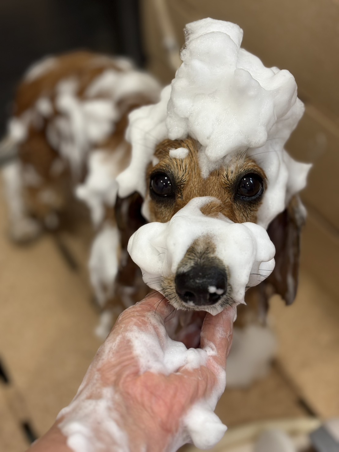 DogSalon ANANA 4