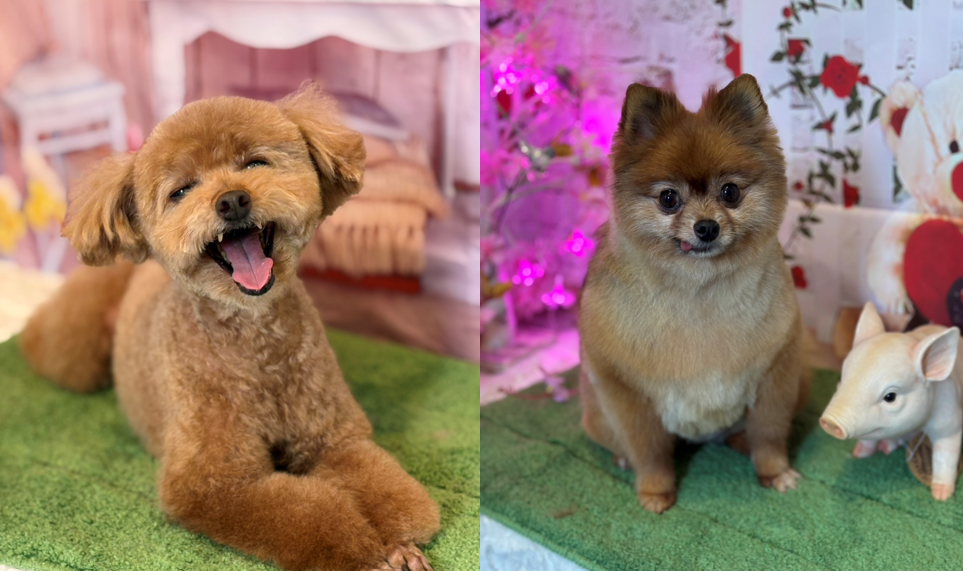 DogSalon ANANA 5