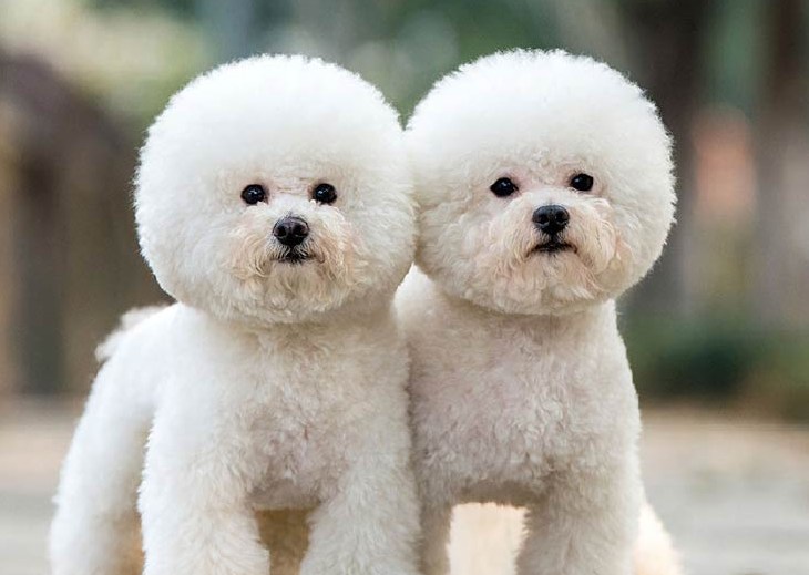 VIGOR DOG 6